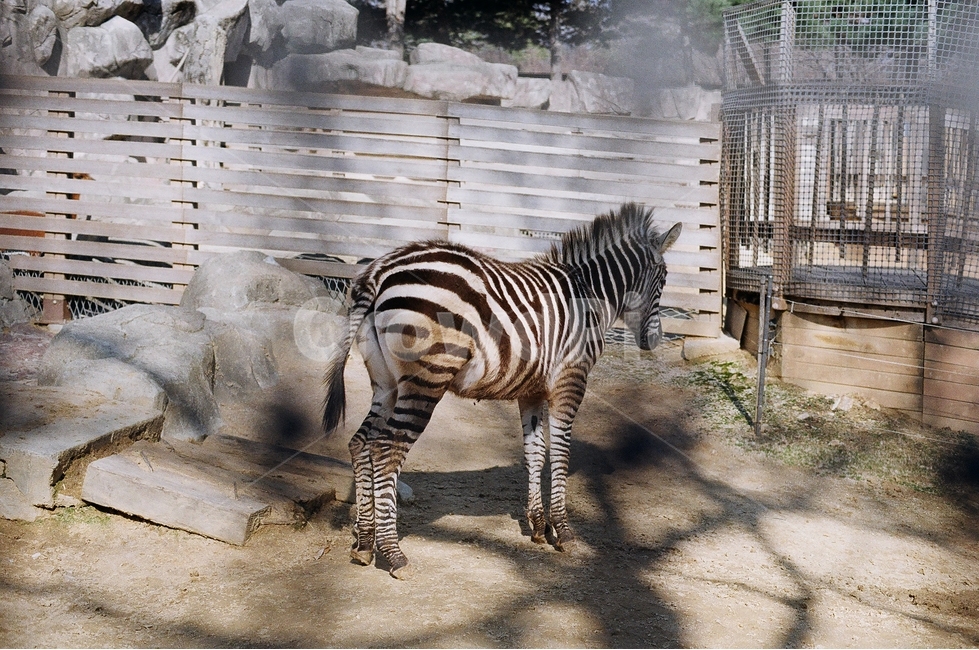 얼룩말,동물,동물원,어린이대공원,animal,zebra,zoo