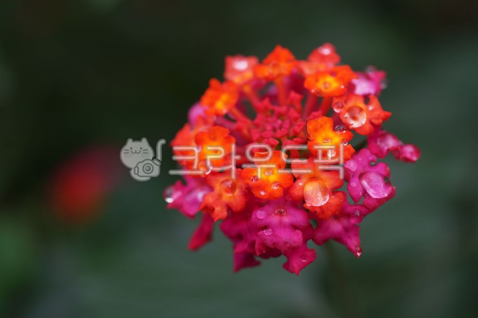 란타나,칠변화,마편초과,관상용,약용,commonlantana,두상화