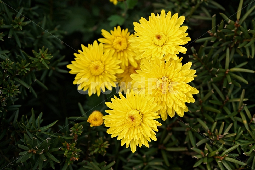국화,노랑,가을,꽃,우아,자연,식물,연노랑,밝은노랑,진노랑,autumn,fall,flower,chrysanthemum,yellow,elegant,우아함,계절,season,floral,nobility,고귀함,향기,가을대표,국화향,노랑꽃,식물,자연,plants,nature,꽃,flower