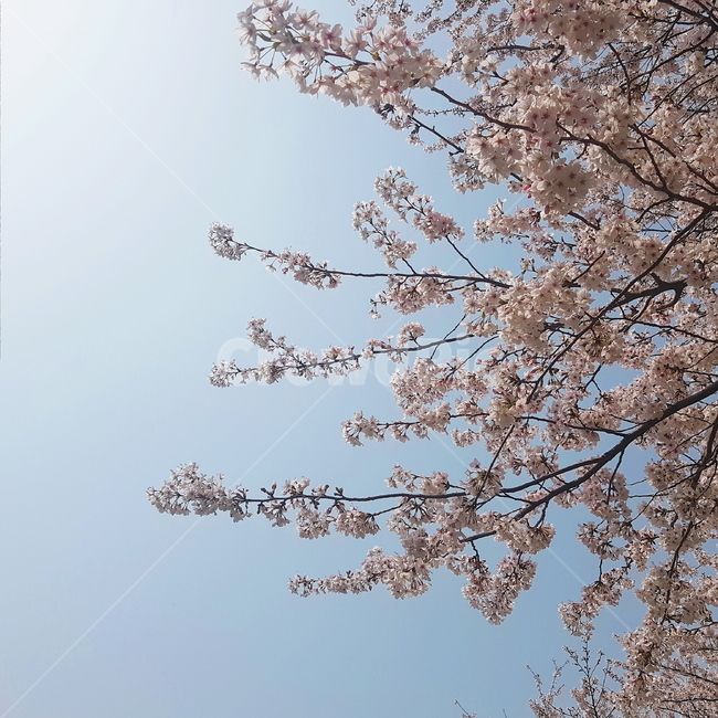 벚꽃,봄,봄꽃,자연,나무,풍경,spring,제주,제주도,jeju,계절,분홍,베이지,색감,나들이,감성,하늘,맑은하늘,푸른하늘,대비,4월,5월,봄,계절,spring,season,plant,식물,flower,꽃,blossom,cherry blossom