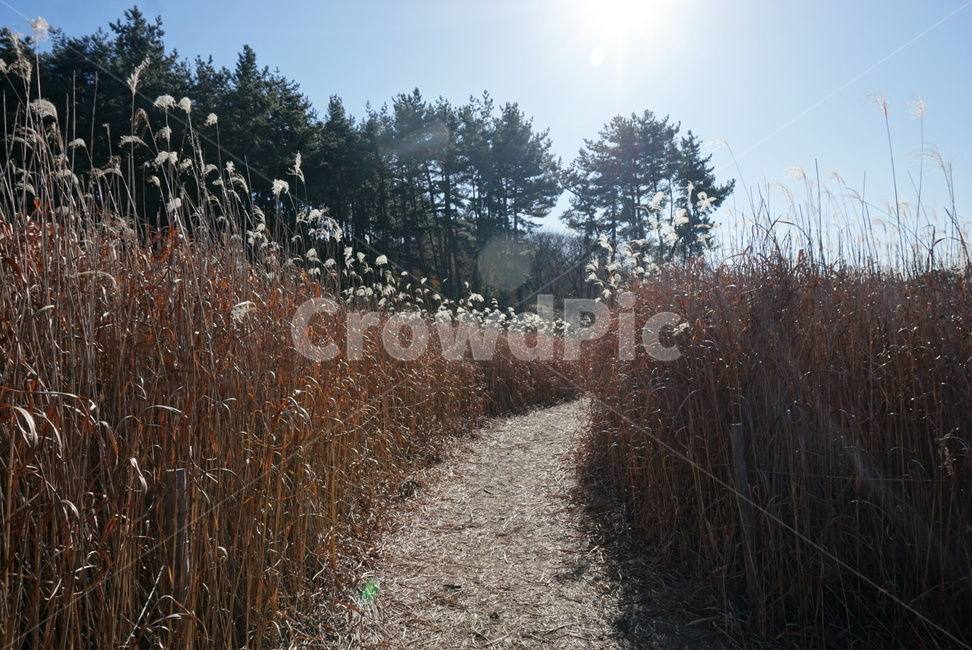 갈대,갈대숲길,풍경,늦가을,감성,자연,풍경,nature,landscape,gravel,자갈,road,도로,dirt road,흙길