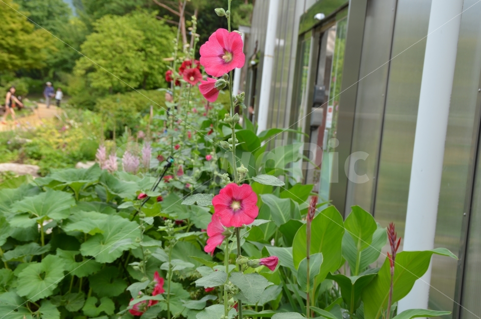 꽃,수목원,여행,접사,사진,국내여행,한국,대한민국,야생화,청춘,봄,봄꽃,소녀,아가씨,사랑,결혼,여인,여름,가을,겨울,나비,꽃망울,묘목,봄비,꽃다발,식물,자연,plants,nature,꽃,flower