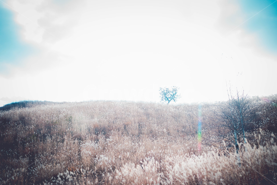 식물,plant,억새,나무,자연,자연,풍경,nature,landscape