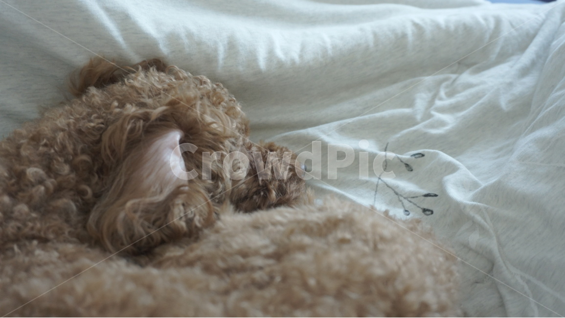 강아지,아침,잠,하얀색,푸들,낮잠,개,새벽,이불,밝은,동물,animal,포유류,mammal,개,강아지,dog,doggy