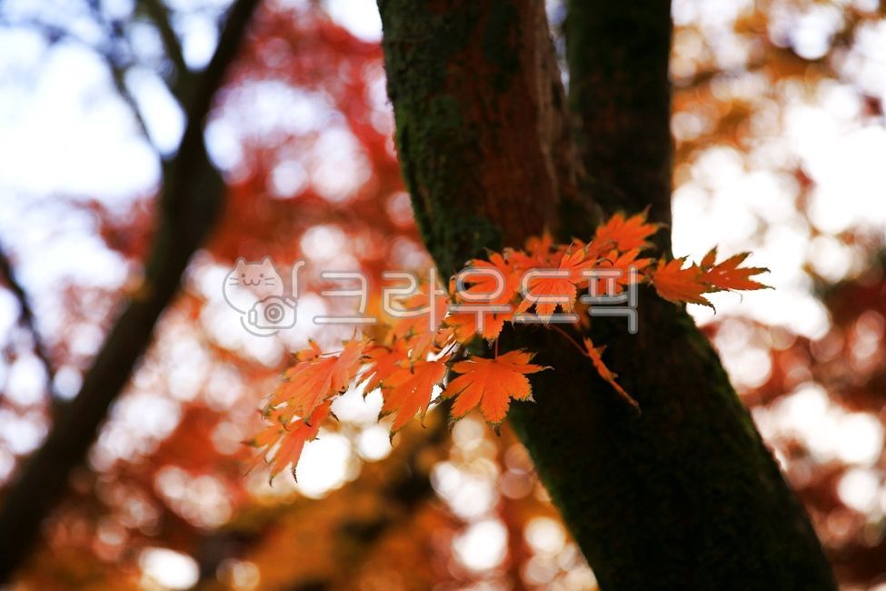 단풍, autumn, maple, 단풍나무, 낙엽, 사진,이미지,일러스트,캘리그라피 - 고운경작가