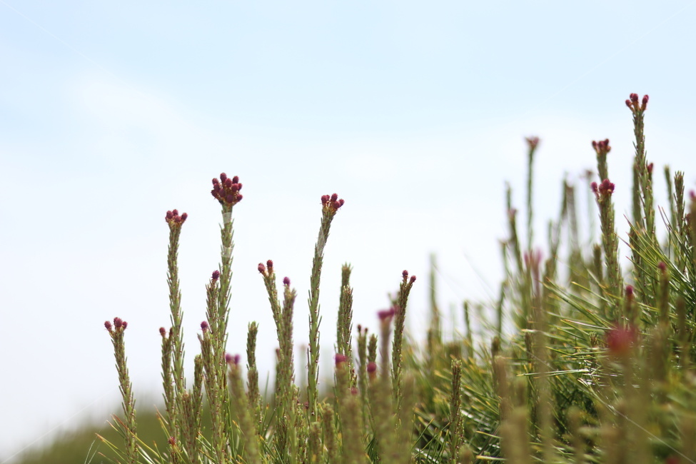 소나무,송진,봄,맑음,초록,식물,자연,plants,nature,꽃,flower