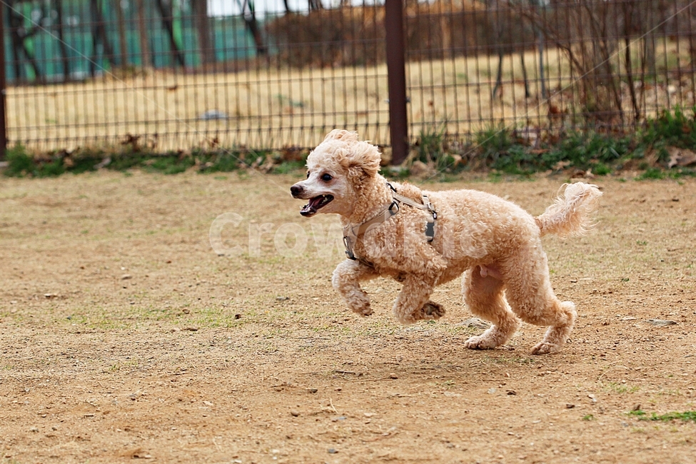 스텐다드푸들,개,애완견,운동,배경,동물,animal,포유류,mammal,개,강아지,dog,doggy
