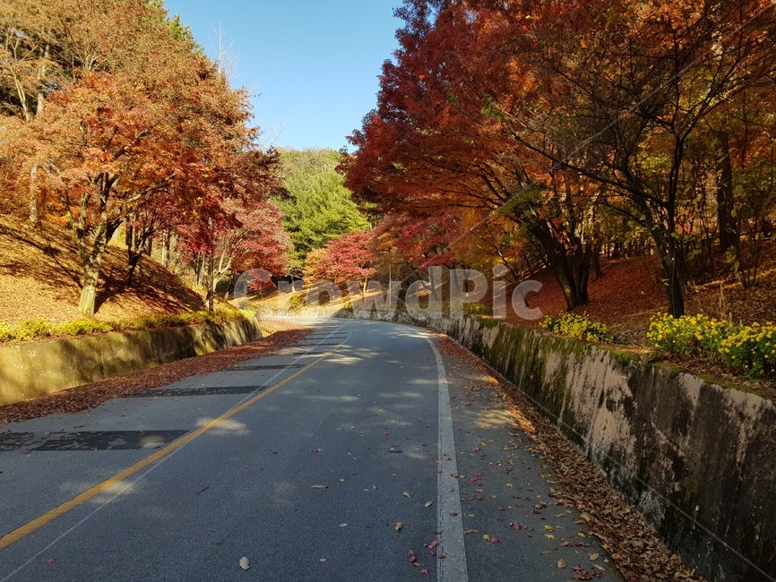 청남대단풍,단풍,청남대가을,가을청남대,대청호단풍,가을대청호,단풍나무,가을단풍,가을,단풍잎