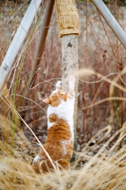 고양이,길냥이,동물,cat,필름,길고양이,동물,animal,포유류,mammal,고양이,cat,kitten,kitty