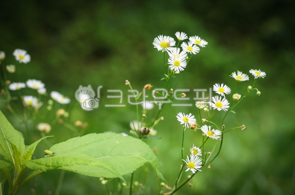 wildflowers,wild chrysanthemum,Gujeolcho,fall flowers,wild flowers,flower