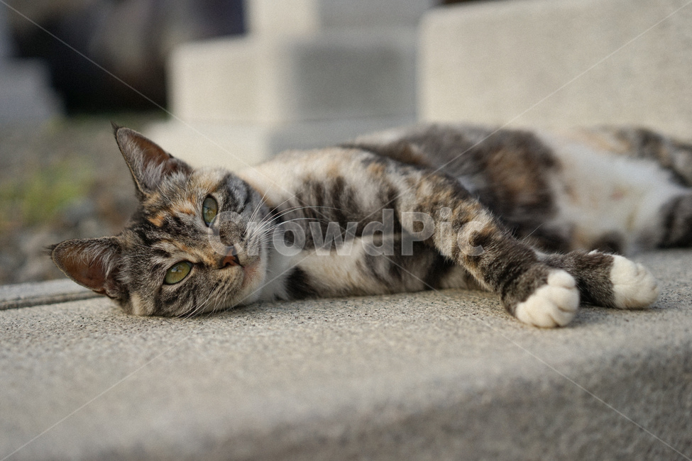 고양이,삼색고양이,길고양이,cat,동물,동물,animal,포유류,mammal,고양이,cat,kitten,kitty
