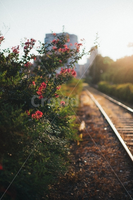 철길,감성,스냅,꽃,백일홍,햇살,노을,식물,자연,plants,nature,꽃,flower,교통,교통수단,traffic,transportation,감성,sensible,feeling,rail,레일,train track,기찻길,railway,철도