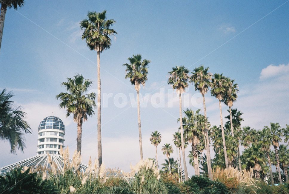 야쟈수,palmtree,제주도,jejuisland,필름,film,감성사진