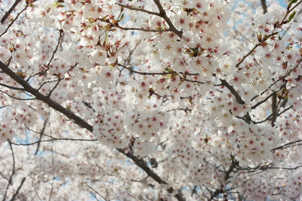 벚꽃,꽃,봄,감성,아름다움,봄,계절,spring,season,식물,자연,plants,nature,꽃,flower,plant,blossom