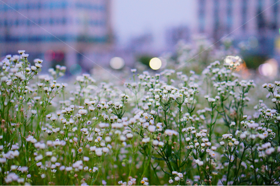 개망초,꽃,밤,야경,불빛,보케,식물,자연,plants,nature,꽃,flower,감성,sensible,feeling
