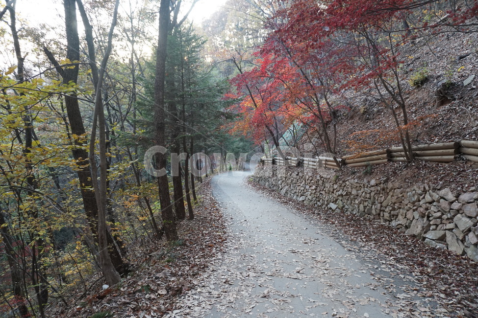tree,흙길,road,나무,plant,도로,식물,gravel,dirtroad,자갈,자연,풍경,nature,landscape