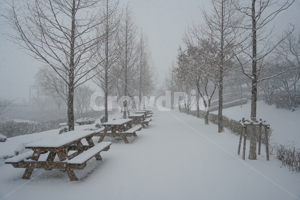 겨울,눈,흰눈,설경,풍경,나무,계절,호수공원,storm,폭풍,nature,자연,outdoors,옥외,snow,winter,blizzard,눈보라