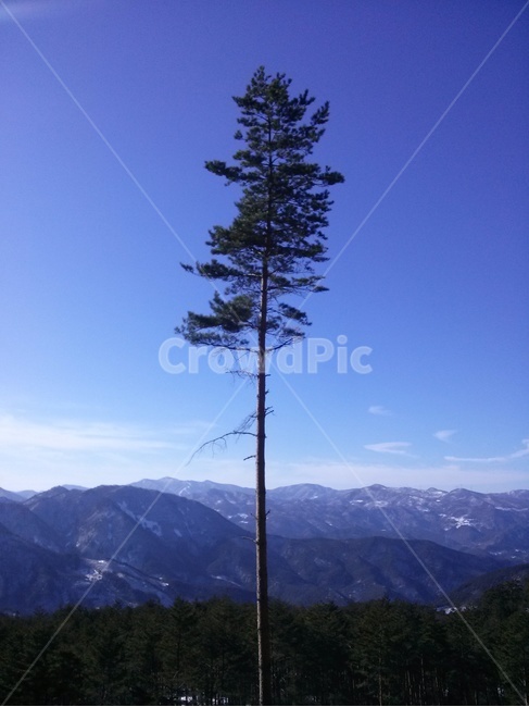 겨울산,나무,산맥,하늘나무,낙엽송,나무한그루,겨울나무,식물,자연,plants,nature,나무,trees,wood