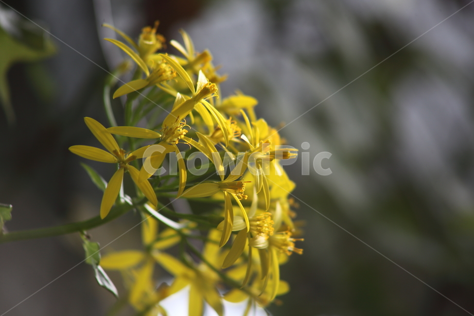 독일아이비,seneciotamoides,국화과,꽃,식물원,식물,자연,plants,nature,꽃,flower