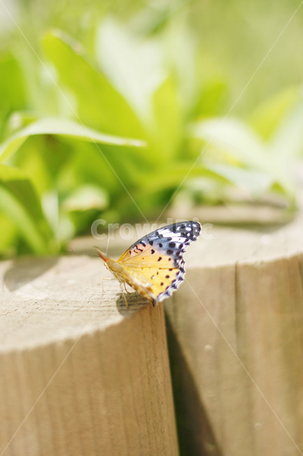 insect,곤충,나비,butterfly,invertebrate,동물,animal,곤충,벌레,insect,bug