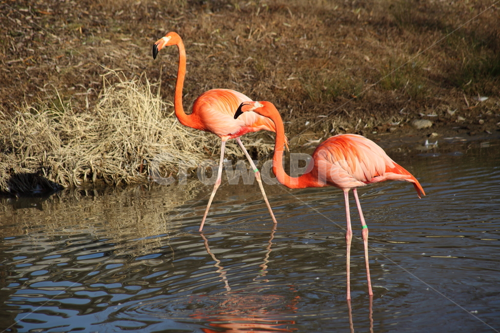 홍학,플라밍고,새,대형조류,flamingo