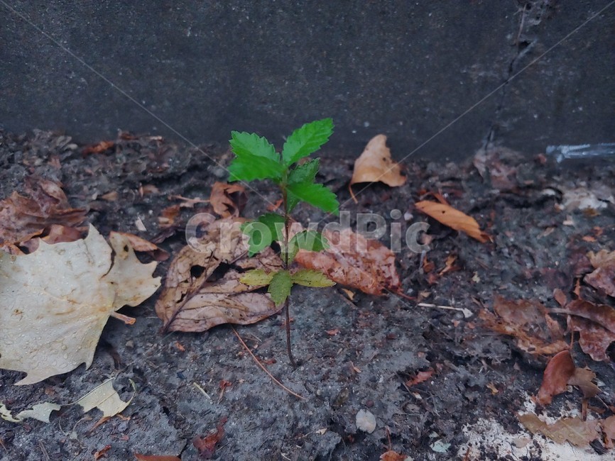 새싹,leaf,잎,식물,나무,tree,바닥,ground,식물,자연,plants,nature