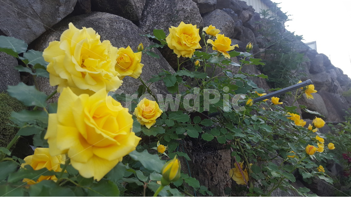 장미,노란장미,꽃,여름꽃,군락,식물,자연,plants,nature,꽃,flower