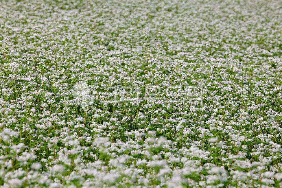 메밀꽃,꽃말연인,야생화,꽃,plant,wildflowers,식물,잎,flower,nature,자연,green,녹색,bloom,하얀색,메밀,White,아름다운,Beautiful,한국자연경관,한국자연풍경,재배,농사,농업,여름꽃,하얀꽃,여름,개화,야외,목초지,grassland,필드,field,outdoors