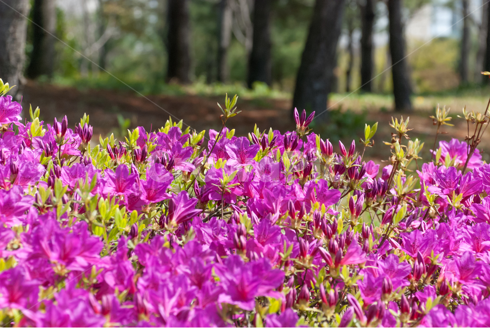 진달래,철쭉,봄,꽃,생화,공원,식물,조경,핑크,분홍,spring,season,flowe,만개,만발,자연,향기,영산홍,연산홍,보라,아름다운,화사한,Azalea,봄,계절,spring,season,식물,자연,plants,nature,꽃,flower,plant