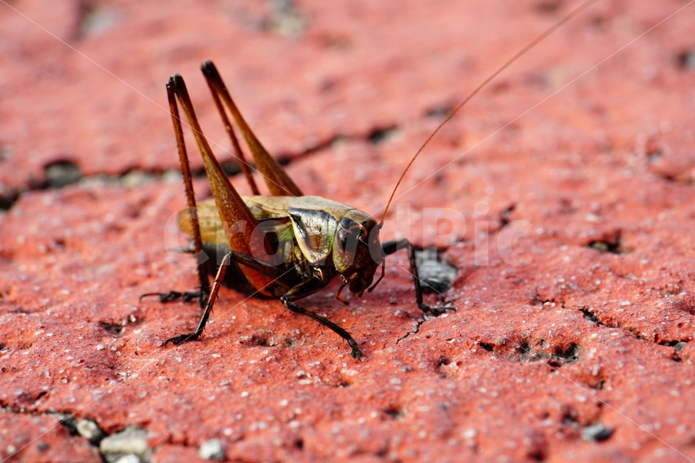 메뚜기,곤충,벌레,자연,동물,animal,insect,bug,nature,아스팔트,도로,땅,여름,grasshopper,locust,생명,생태,생태계,접사,마크로,macro,근접촬영,스냅,스냅사진,스넵,스넵사진,snap,snapshot,한국자연,한국의자연,풍경,landscape,동물,animal,곤충,벌레,insect,bug