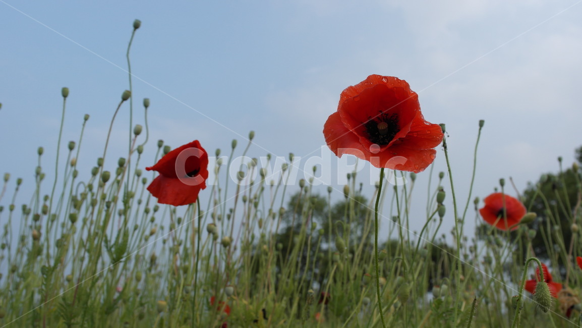 양귀비,꽃,poppy,양귀비꽃,하늘,flower,sky