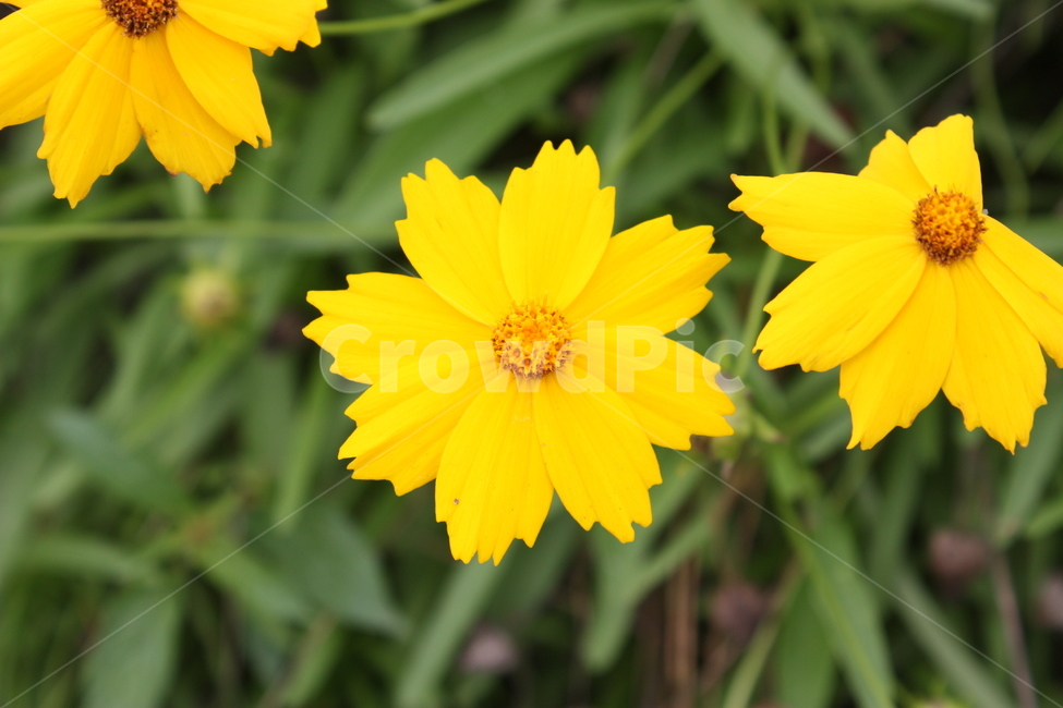 꽃,식물,자연,flower,nature