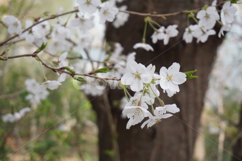 봄,계절,벚꽃,자연,핑크,분홍,봄,계절,spring,season,식물,자연,plants,nature,꽃,flower,plant,blossom
