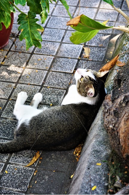 고양이,길고양이,동물,야옹이,귀여움,흑색,초록색,길,자연,풍경,cat,animal,cuteness,black,green,동물,animal,포유류,mammal,고양이,cat,kitten,kitty