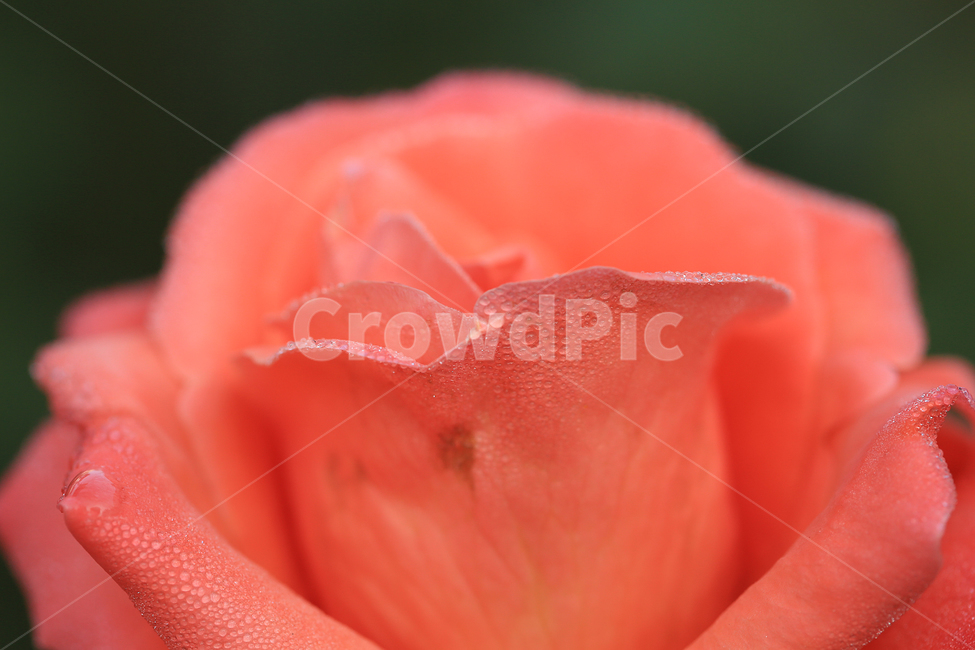 장미,이슬,꽃,rose,dew,flower,식물,자연,plants,nature,꽃,flower