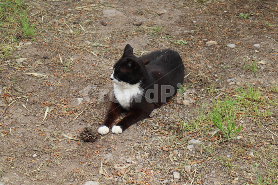 고양이,길고양이,길,cute,귀여움,동물,cat,동물,animal,포유류,mammal,고양이,cat,kitten,kitty