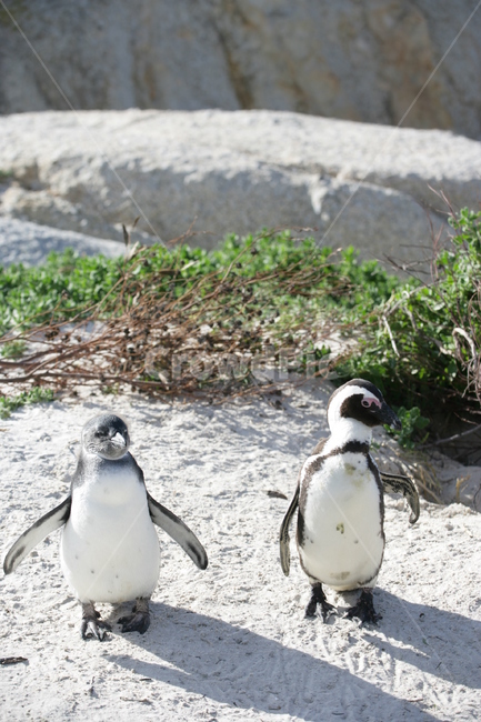 bird,새,animal,동물,penguin,펭귄,남아프리카공화국,케이프타운,동물,animal