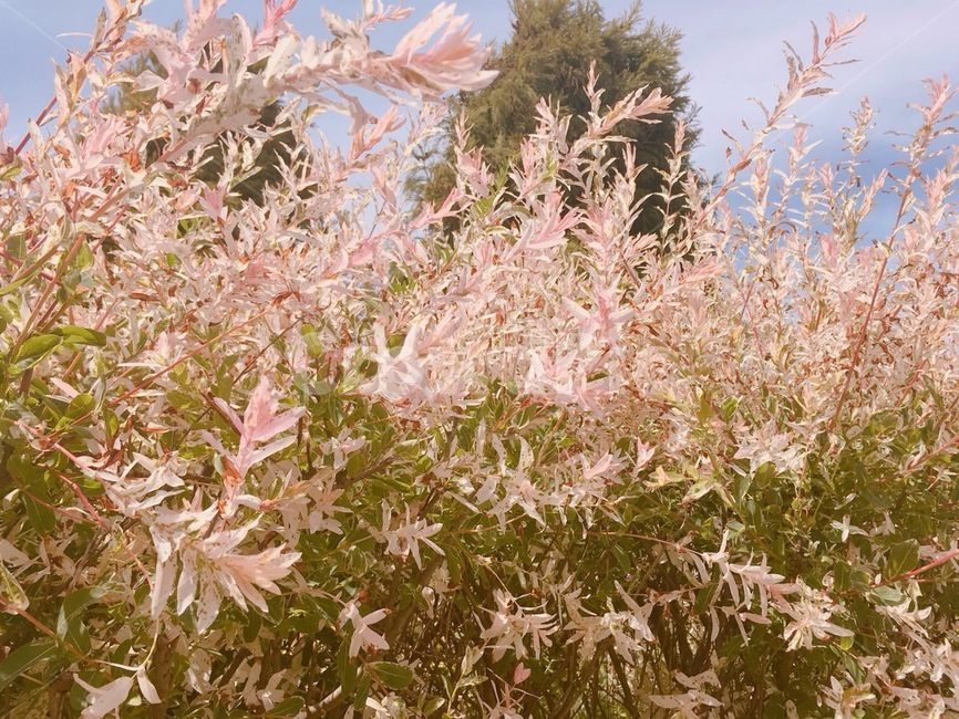 식물,초목,가을,핑크,꽃