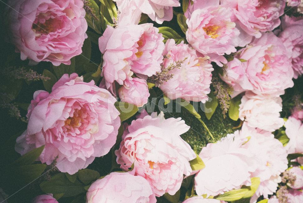 조화,작약,꽃,핑크,peony,flower,blossom,plant,식물,배경화면,배경,식물,자연,plants,nature,꽃,flower