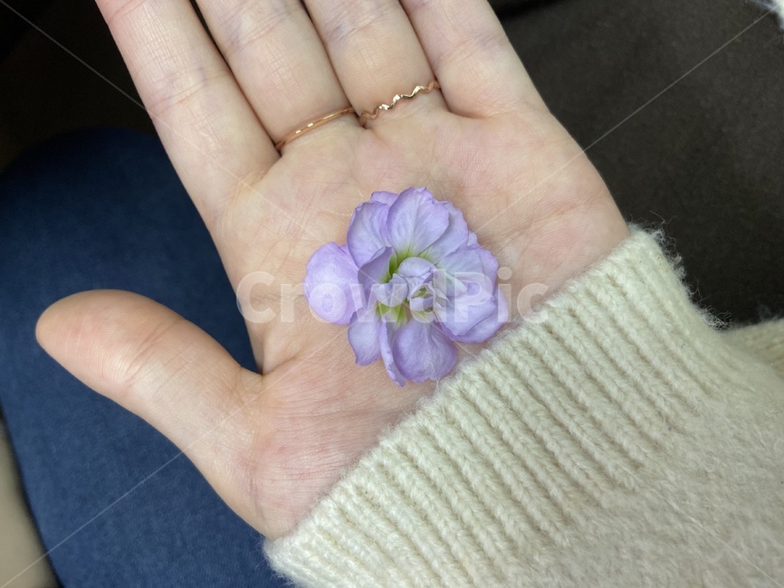 손,꽃잎,봄,hand,flower,온기,따뜻함