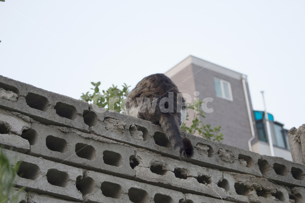 귀여움,고양이,엉덩이,뒷모습,골목,골목길,엉뚱함