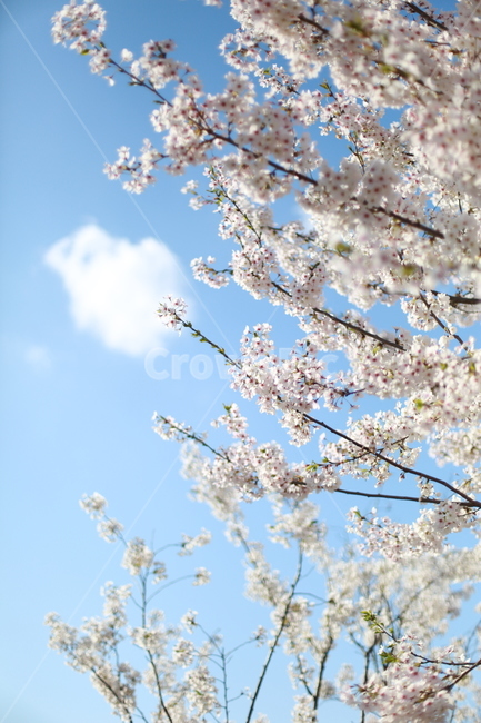 벚꽃,벚꽃나무,봄,spring,하늘,sky,cherryblossom,꽃,봄,계절,spring,season,식물,자연,plants,nature,꽃,flower,plant,blossom