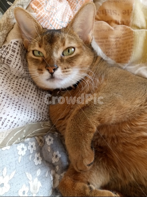 고양이,애완동물,반려동물,동물,cat,kitty,아비시니안,동물,animal,포유류,mammal,고양이,cat,kitten,kitty