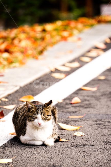 고양이,동물,포유류,길냥이,cat,animal,pet,동물,animal,포유류,mammal,고양이,cat,kitten,kitty
