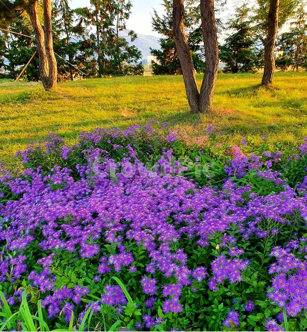 flower,꽃,blossom,공원,봄,풍경