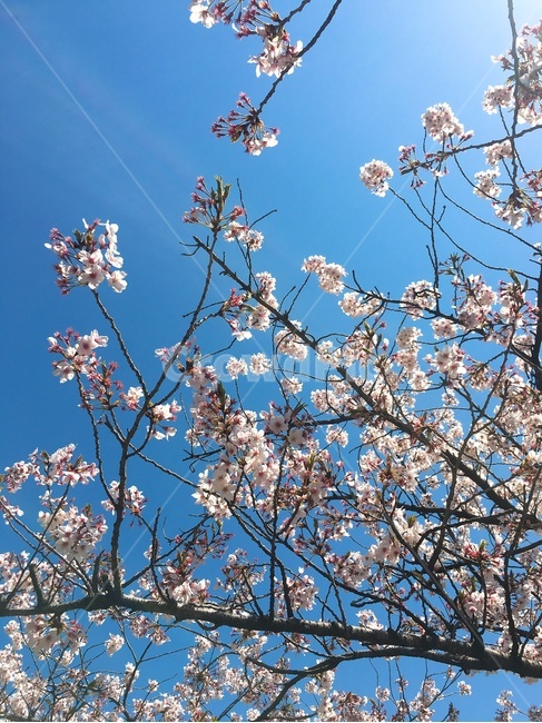flower,꽃,봄,벚꽃,날씨,spring,cherryblossoms,나무,tree,풍경,식물,plants,scenery,봄,계절,spring,season,식물,자연,plants,nature,꽃,flower