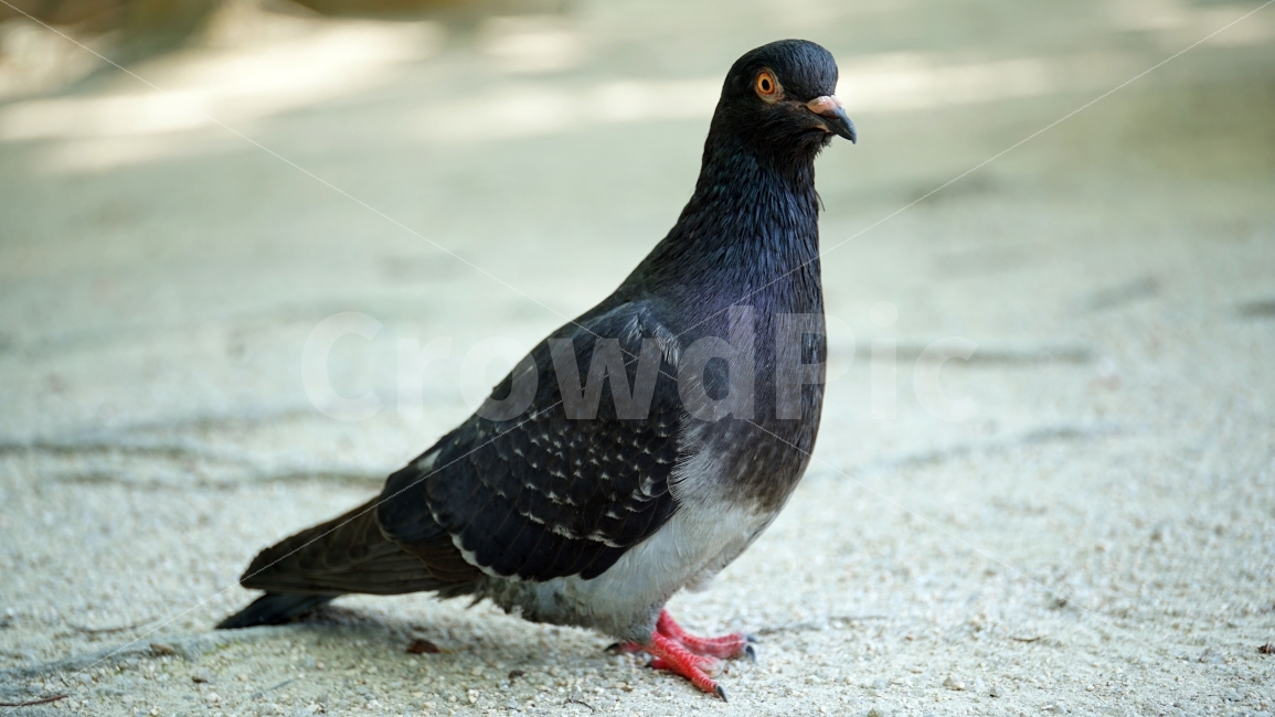 비둘기,새,조류,동물,자연,animal,bird,landscape,풍경,평화,여유,dove,pigeon,nature,생명,한국자연,snap,스냅,클로즈업,closeup,동물,animal,조류,새,birds