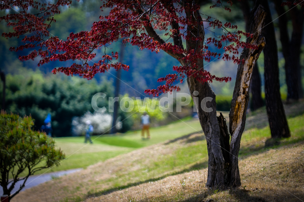 골프,풍경,view,golf,tree,가을,계절,fall,autumn,season,나무,plant,식물,tree trunk,나무 줄기