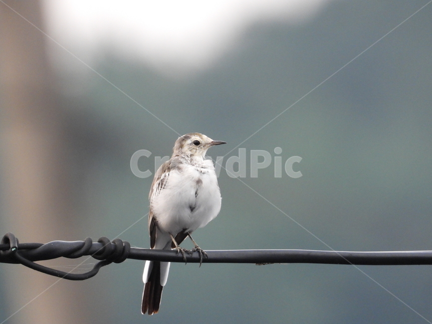 새,회색,흰색,철사,전기줄,날개,동물,animal,조류,새,birds