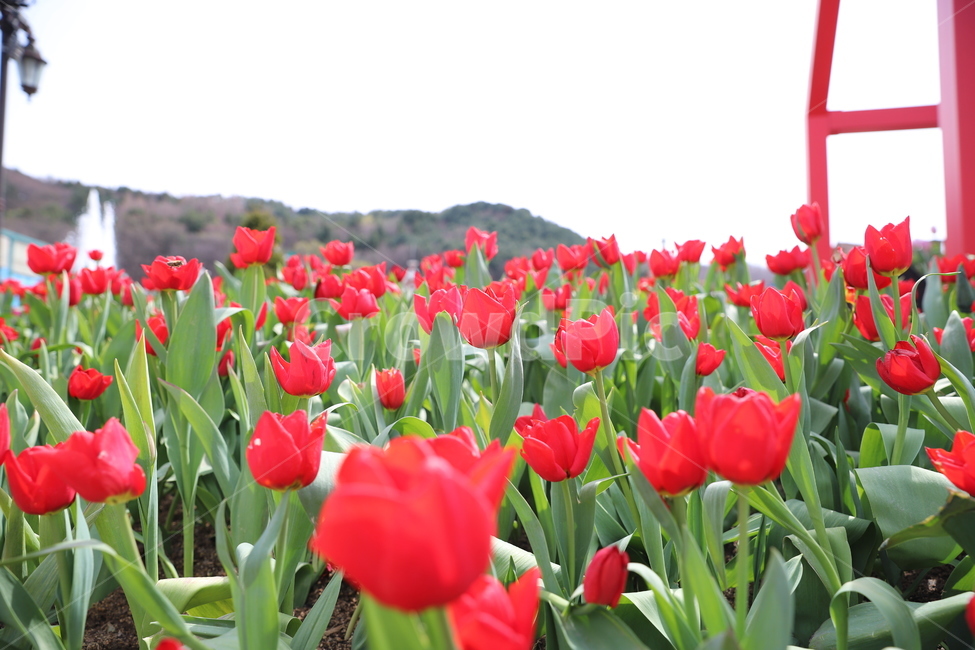 봄,튤립,꽃,식물,flower,spring,tulip,plant